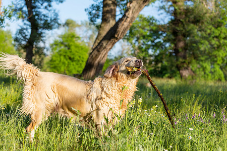 草丛中叼着木棍的狗背景图片