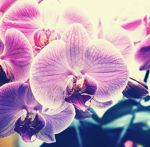 兰花orchid的名词复数图片