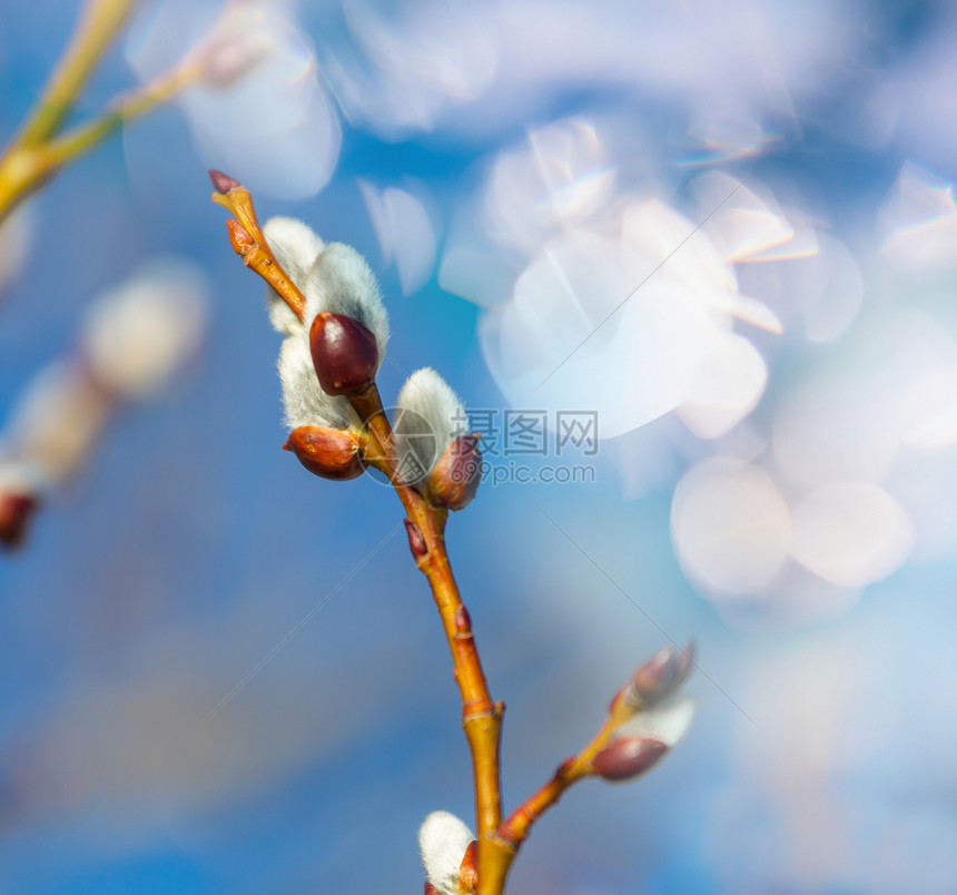 春天背景的柳树枝图片