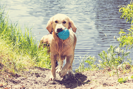从水中叼起橡皮球的拉布拉多犬背景