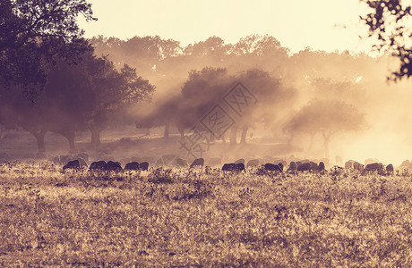 早上草地上的羊图片