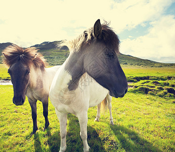 冰岛马费罗岛上的马背景