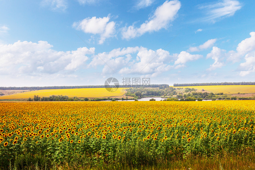 向日葵,葵花sunflower的名词复数图片