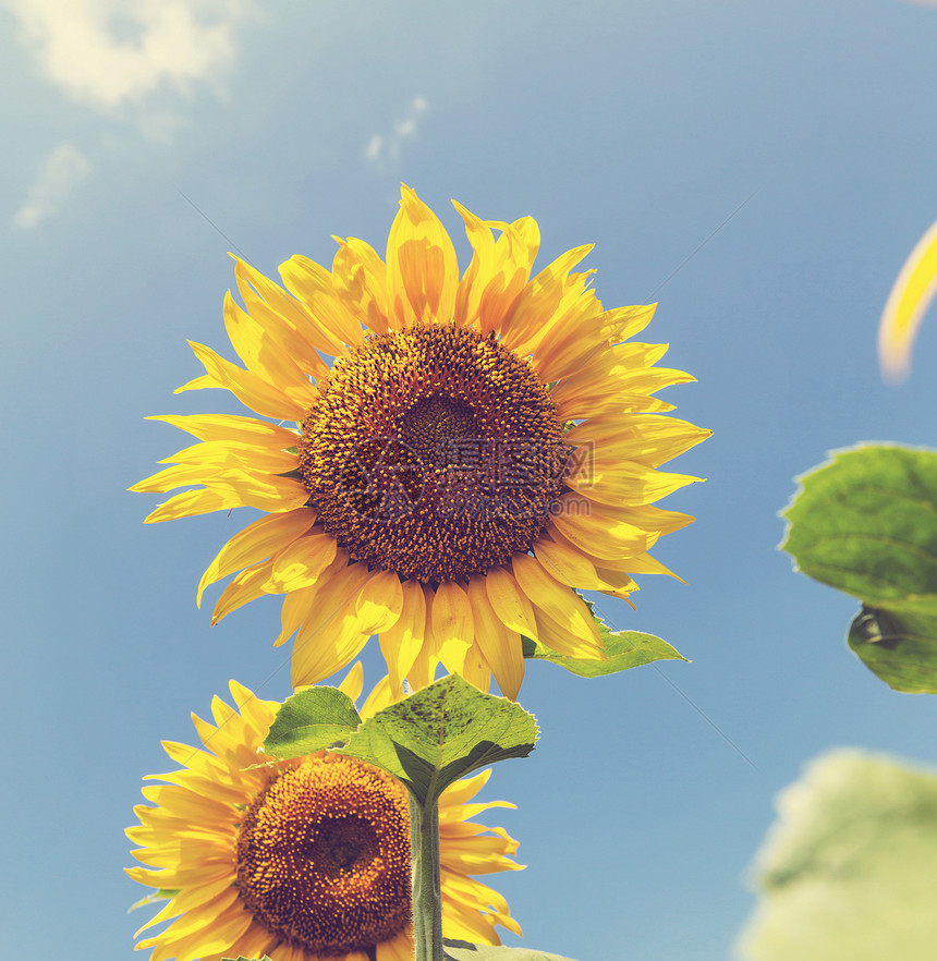 向日葵,葵花sunflower的名词复数图片