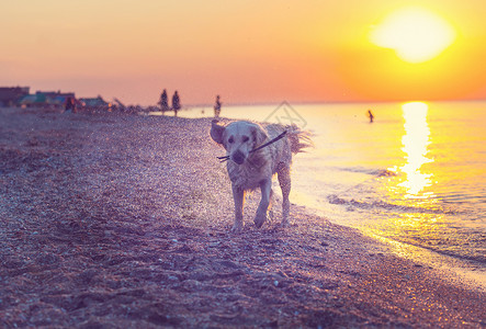 海岸边的拉布拉多犬图片