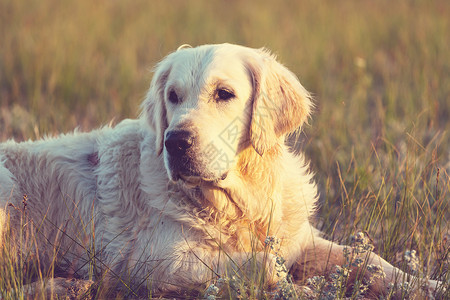 趴在草丛中可爱的狗背景图片