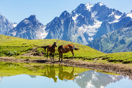 山上的马棕色的马罗科高清图片