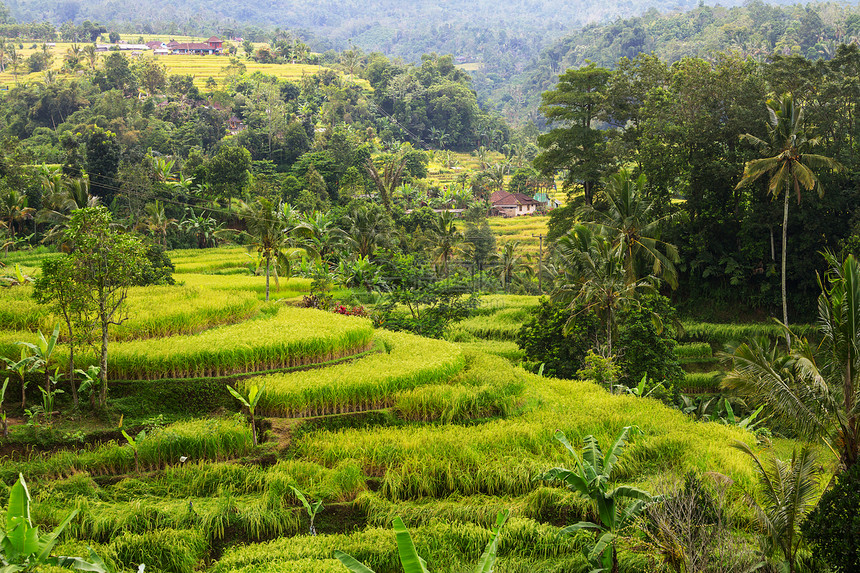 印度尼西亚的水稻梯田图片