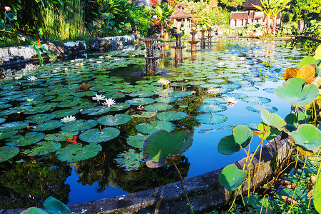 夏天的池塘图片