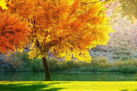 森林的秋天季节图片