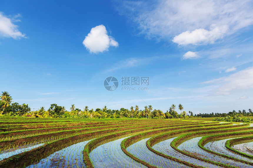 印度尼西亚巴厘岛的水稻梯田图片