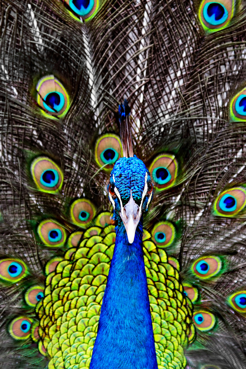 泰国动物园的孔雀图片