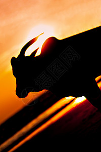 印度果阿海滩上的大牛剪影背景图片