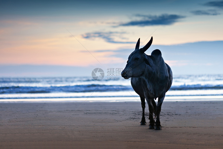 印度果阿海滩上的大牛剪影图片