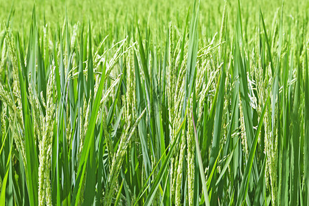 稻田上的水稻植物,巴厘岛,印度尼西亚图片