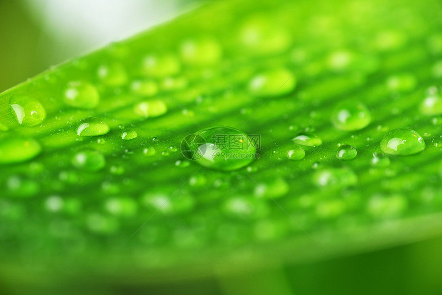 水滴绿色植物的叶子上图片