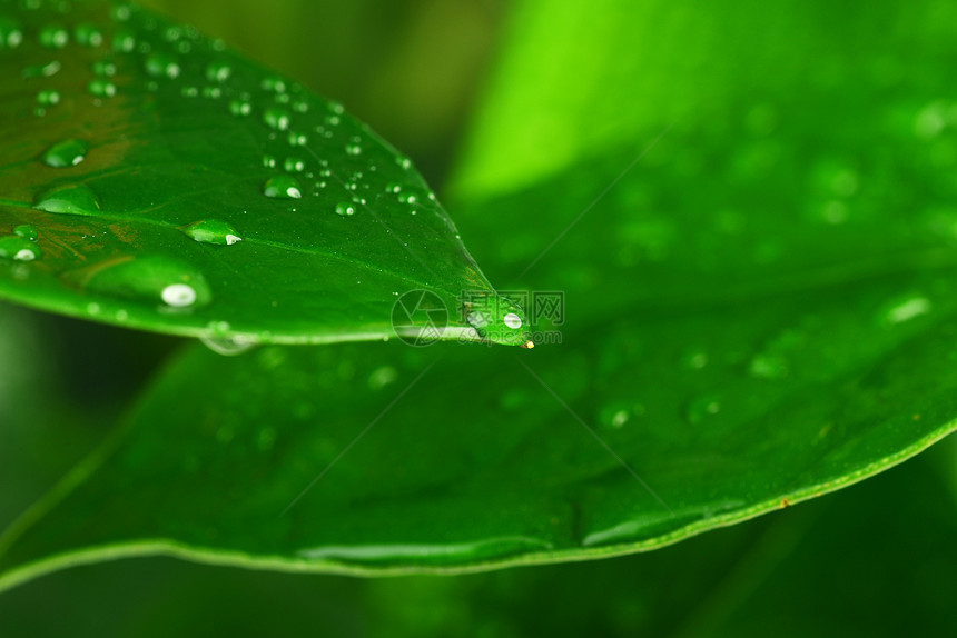 水滴绿色植物的叶子上图片