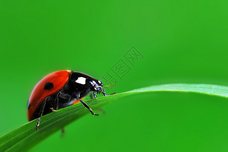 红色瓢虫,七个黑点,沿着绿色的草叶爬着高清图片