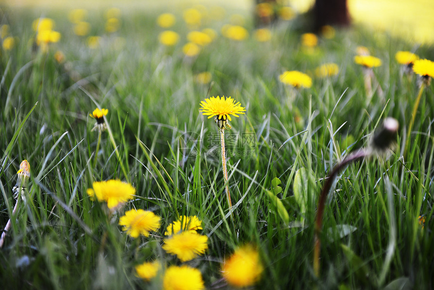 春天田野里盛开的黄色蒲公英图片