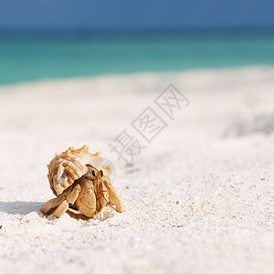 隐士马尔代夫海滩上的寄居蟹背景