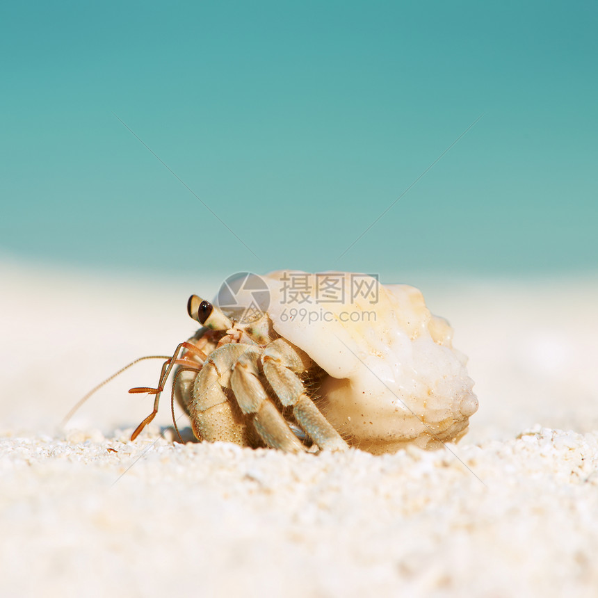 马尔代夫海滩上的寄居蟹图片