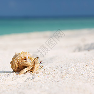 马尔代夫海滩上的寄居蟹高清图片