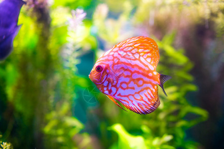 蓝色水族绿色背景下的水族馆里的交响乐龙铁饼背景