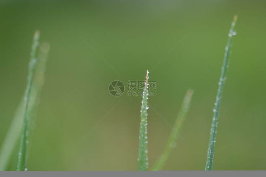 绿草背景观与雨滴图片