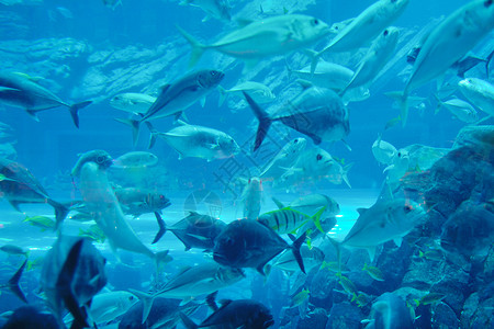 蓝色背景海洋水下水族馆与鱼类珊瑚礁图片