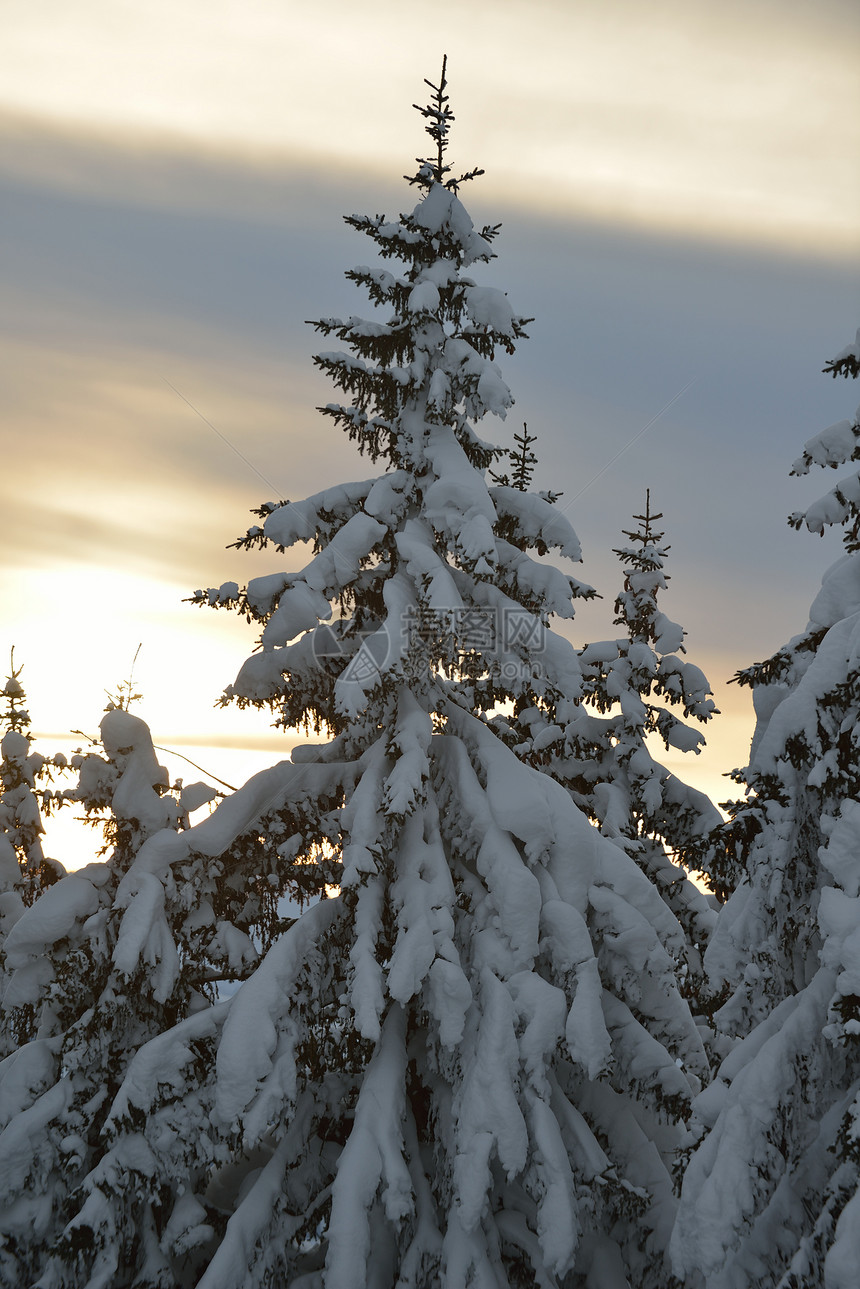 冬季自然景观山岳与树木新鲜的雪图片