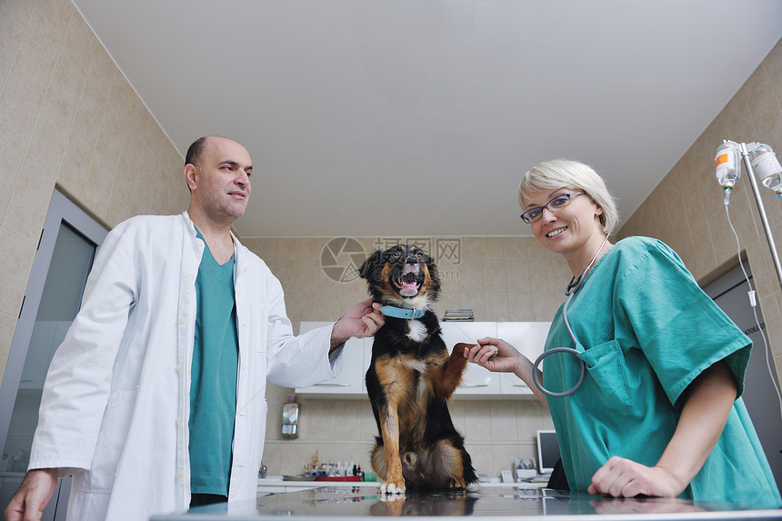 个兽医助理个小动物诊所工作的肖像图片