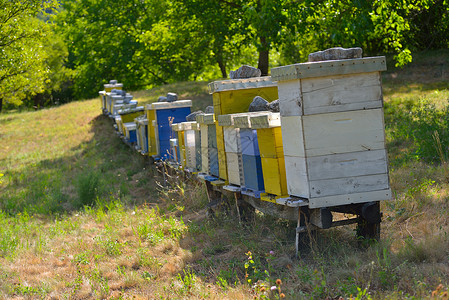 蜜蜂工人农场动物家园自然界代表健康医学机食品的背景图片