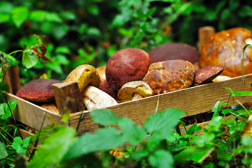 新鲜蘑菇健康生态机栽培食品户外自然图片