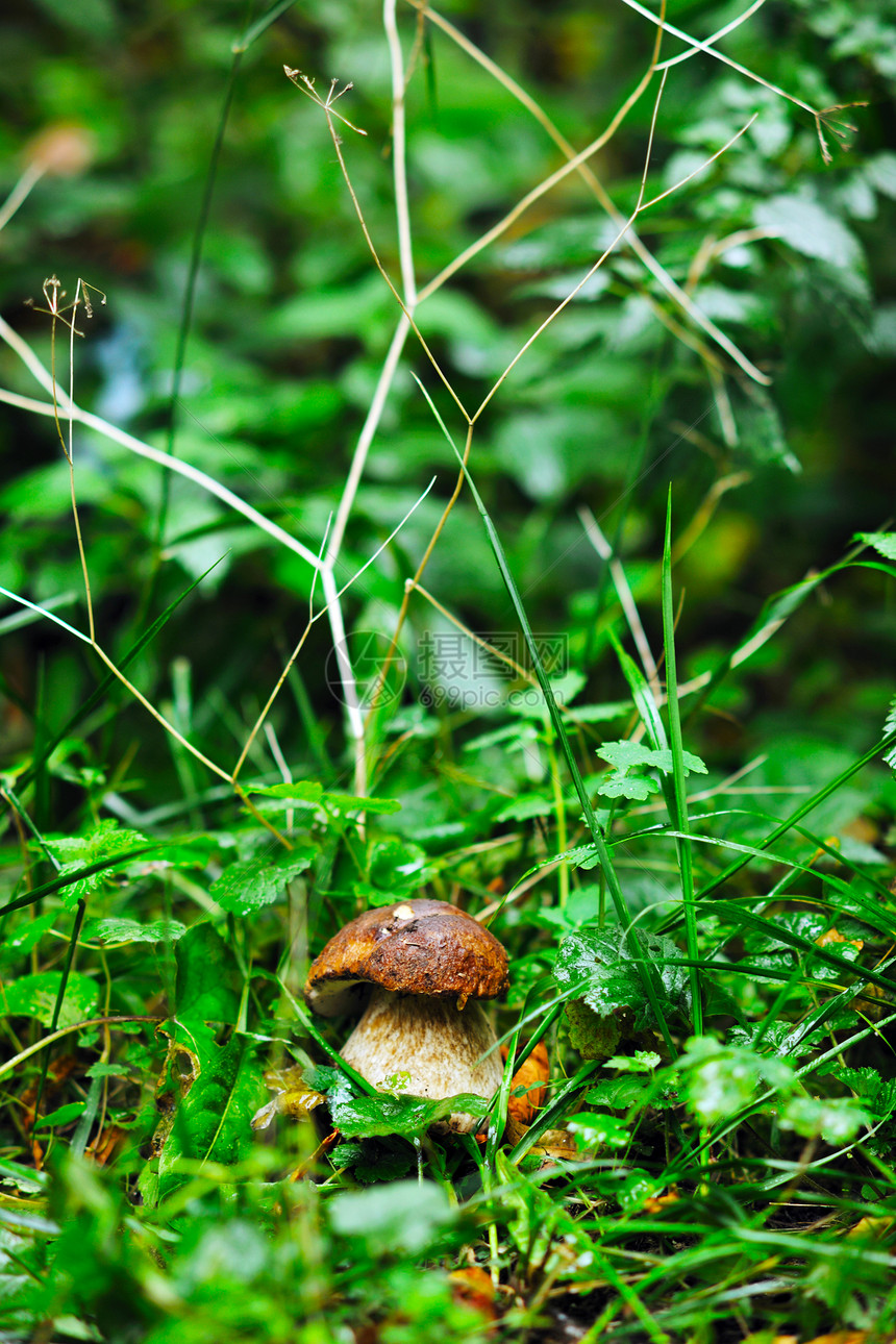 新鲜蘑菇健康生态机栽培食品户外自然图片