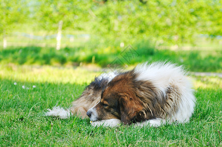 经办人老病狗躺草地上睡觉背景