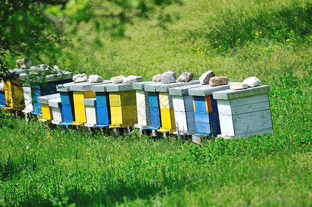 蜂蜜树蜜蜂草地上的家,春天的季节鲜花新鲜的青草背景