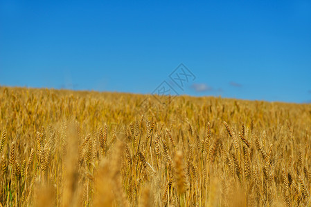 金色麦田,背景蓝天图片