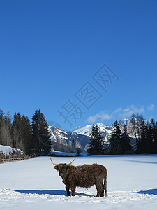 自然场景与牛动物冬季与雪山景观背景背景图片