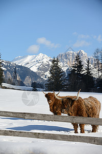 自然场景与牛动物冬季与雪山景观背景高清图片