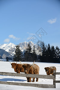 自然场景与牛动物冬季与雪山景观背景高清图片