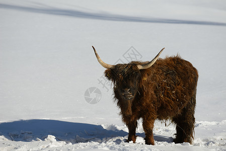 高地公牛自然场景与牛动物冬季与雪山景观背景背景