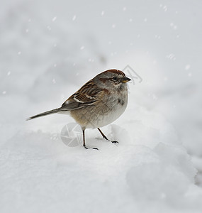 冬天的时候只雪中的麻雀图片