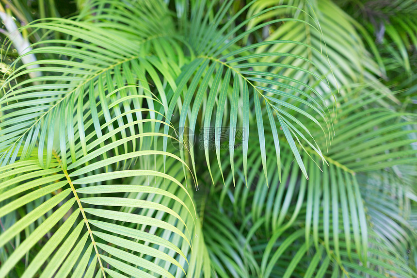 自然背景棕榈树叶的特写图片