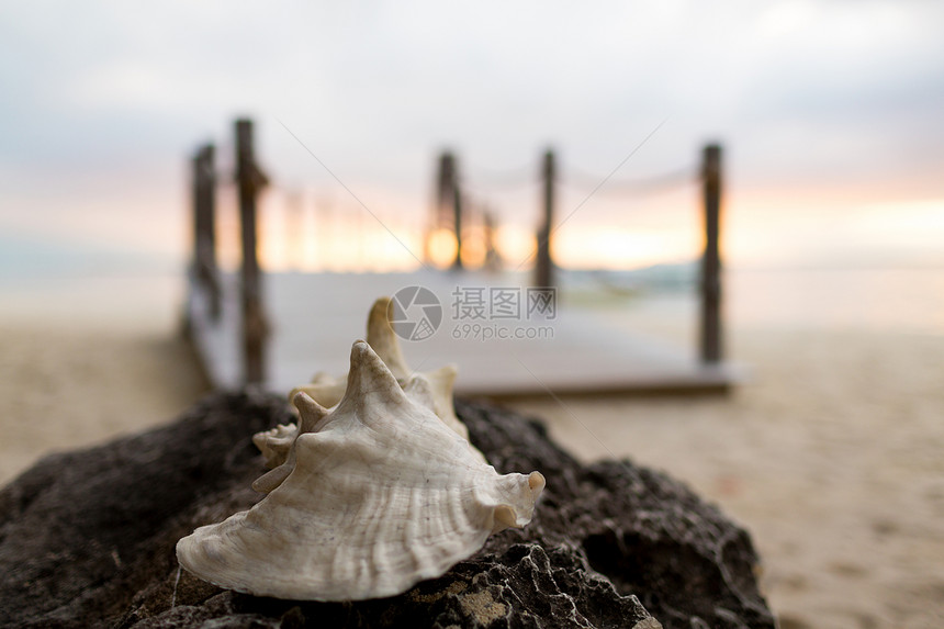 海滩,夏天,贝壳休闲贝壳热带海滩图片