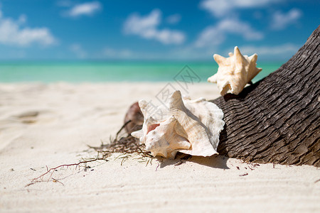 海滩,夏天假期的贝壳热带海滩图片