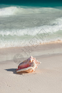 海滩,夏天假期的贝壳热带海滩图片