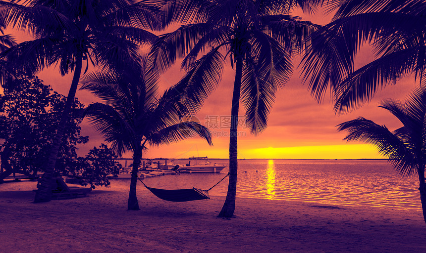 度假,海滩,夏季休闲椰子树的轮廓与吊床海滩上,紫色的日落视图图片