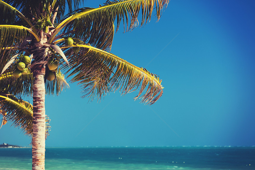 假期,自然背景蓝天上的棕榈树图片