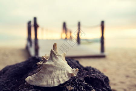 海滩,夏天,贝壳休闲贝壳热带海滩图片