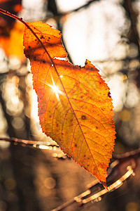 落叶树枝阳光上图片